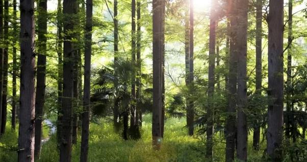 自然原木风格木饰面,带你体验生活本真.jpg 自然原木风格木饰面,带你体验生活本真.jpg