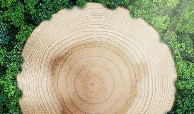 常见的几种流行木饰面,触手可及的治愈力量.jpg 常见的几种流行木饰面,触手可及的治愈力量.jpg